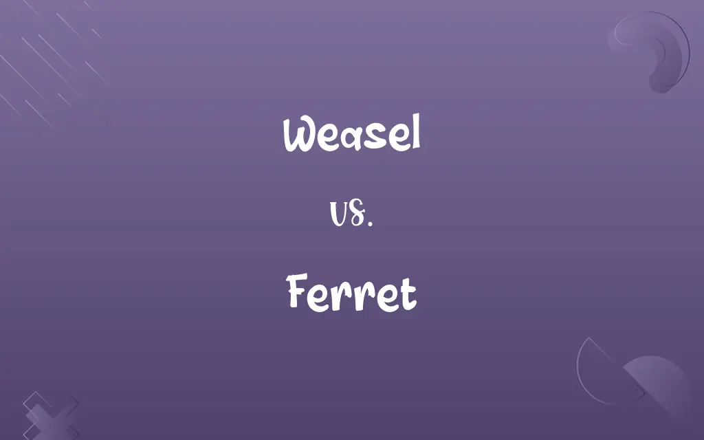 Weasel vs. Ferret