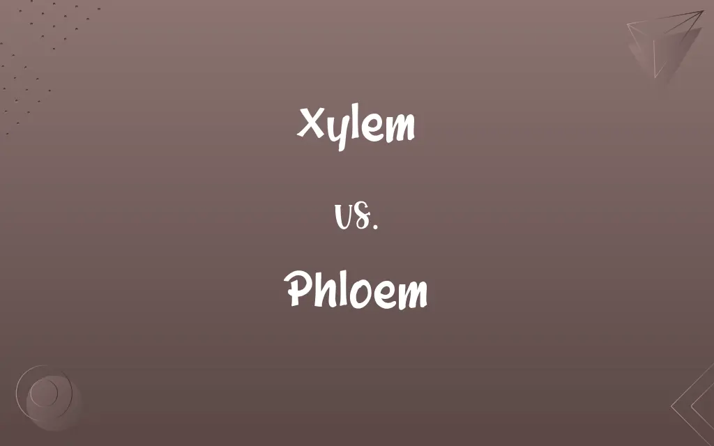 Xylem vs. Phloem